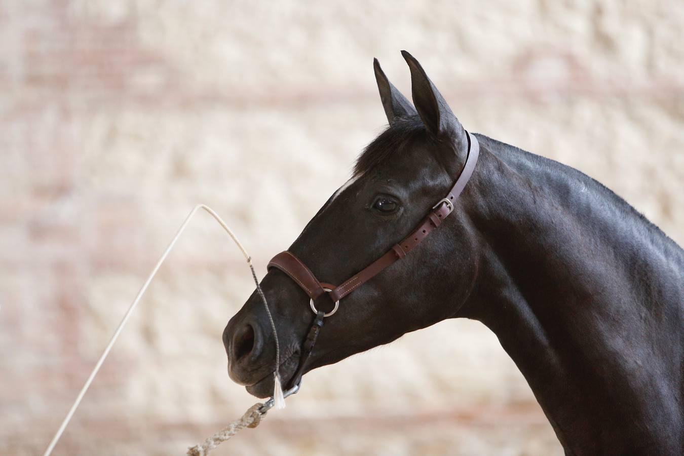 La Feria del Caballo de Córdoba (Cabalcor) calienta motores