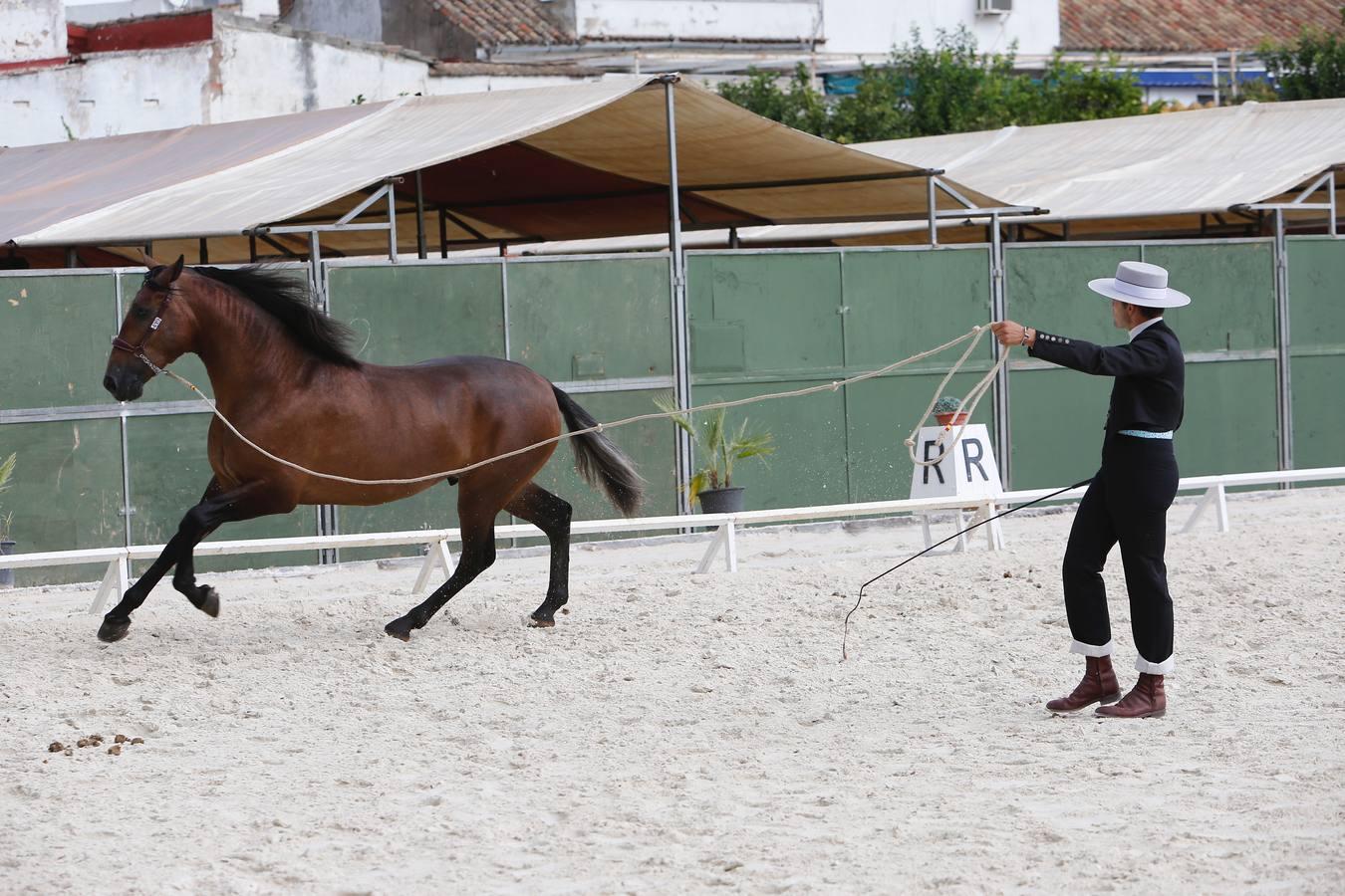 La Feria del Caballo de Córdoba (Cabalcor) calienta motores