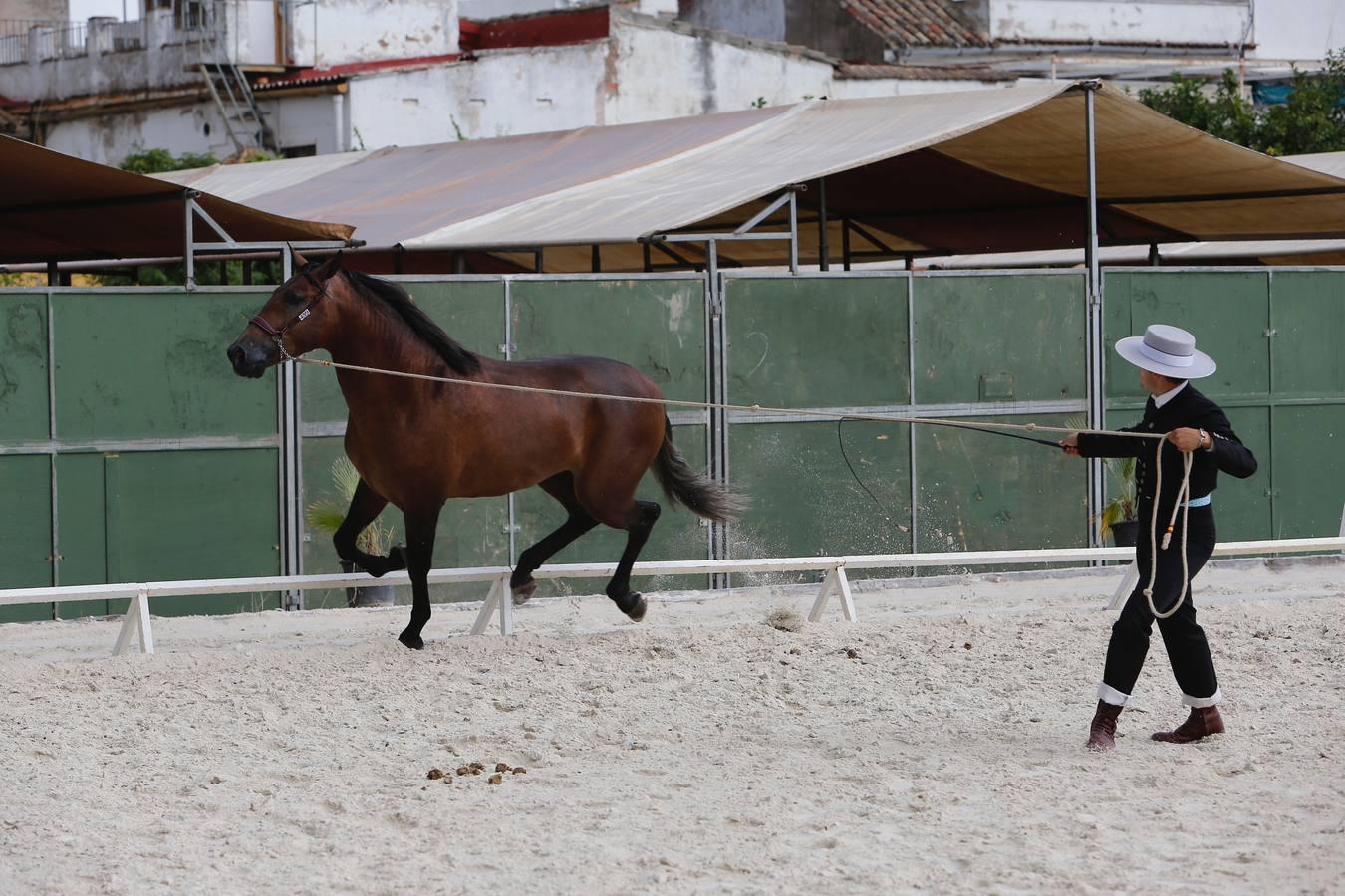 La Feria del Caballo de Córdoba (Cabalcor) calienta motores