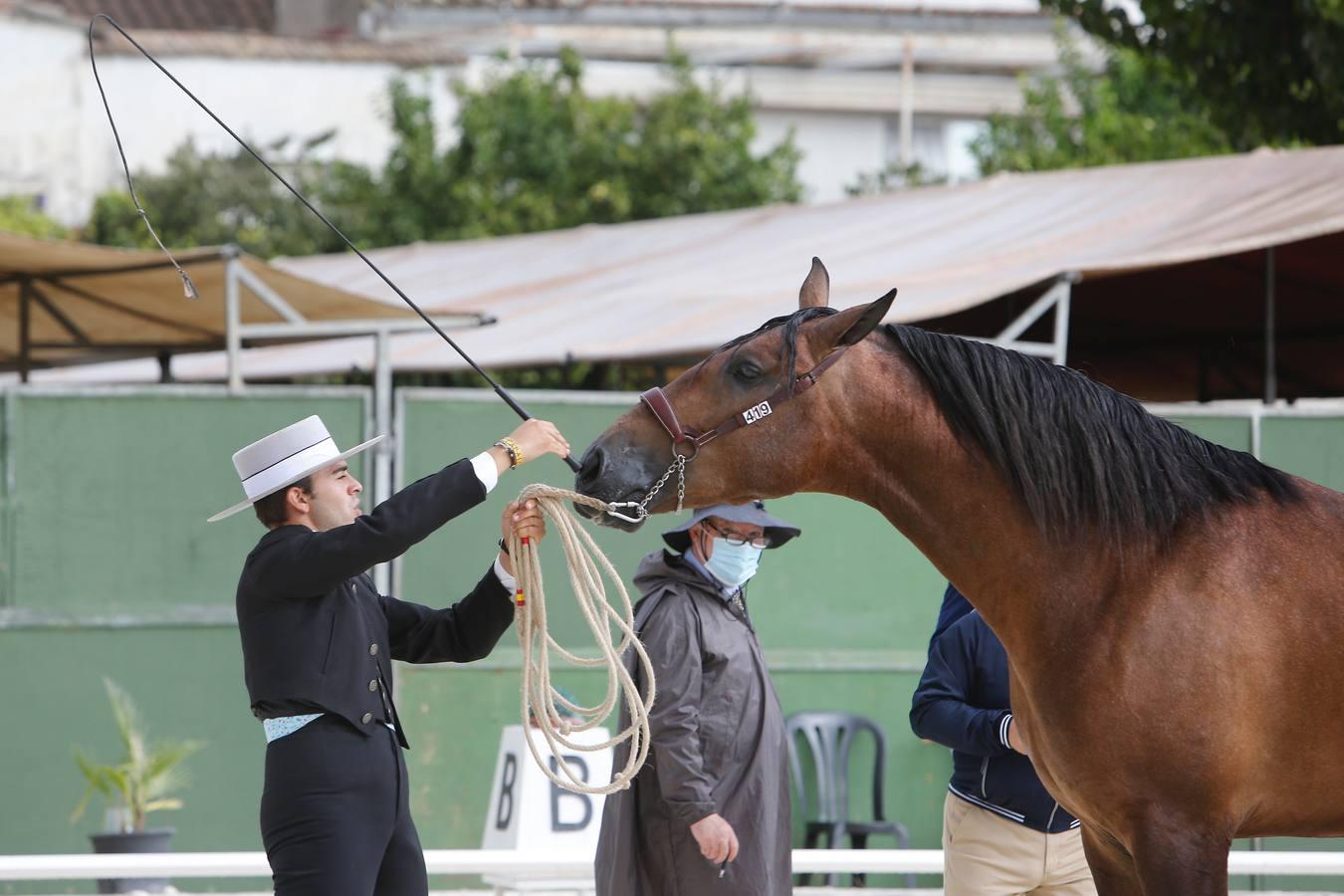 La Feria del Caballo de Córdoba (Cabalcor) calienta motores