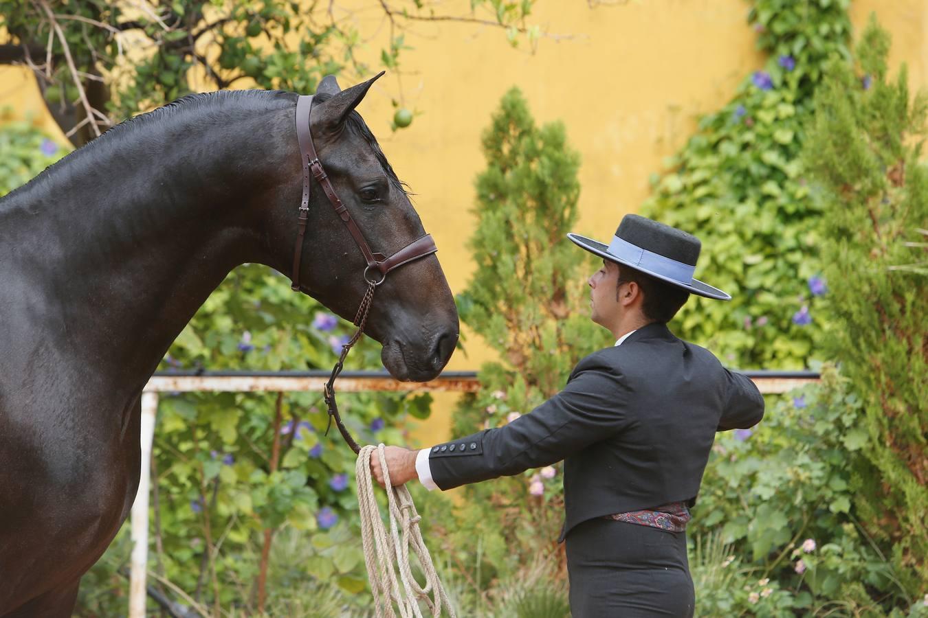 La Feria del Caballo de Córdoba (Cabalcor) calienta motores