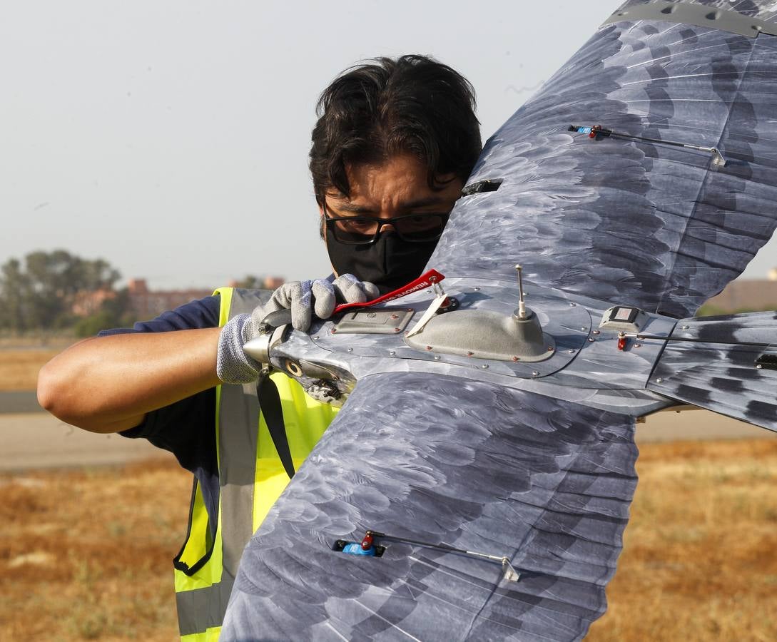 Drones para ahuyentar a la fauna en el aeropuerto de Sevilla