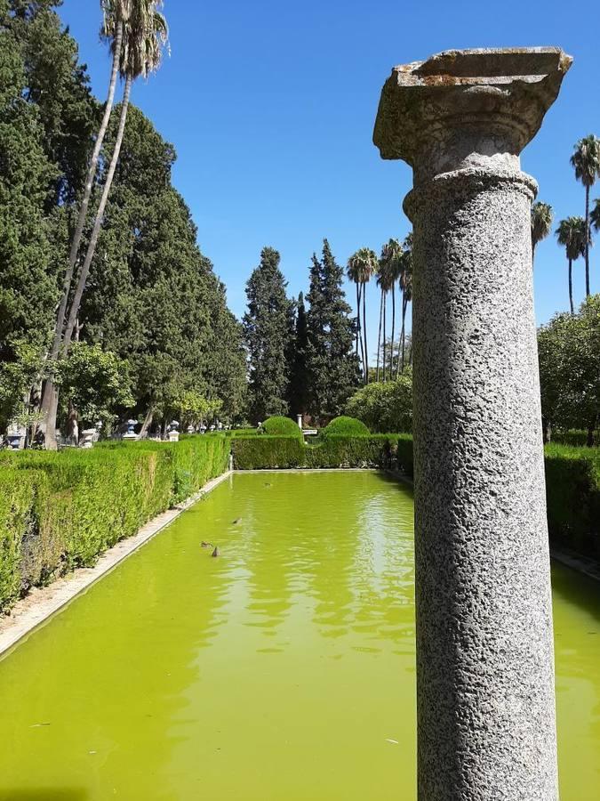 Suciedad en los estanques del Alcázar de Sevilla