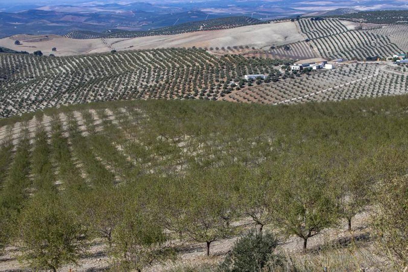 El yacimiento arqueológico de Torreparedones de Baena, en imágenes