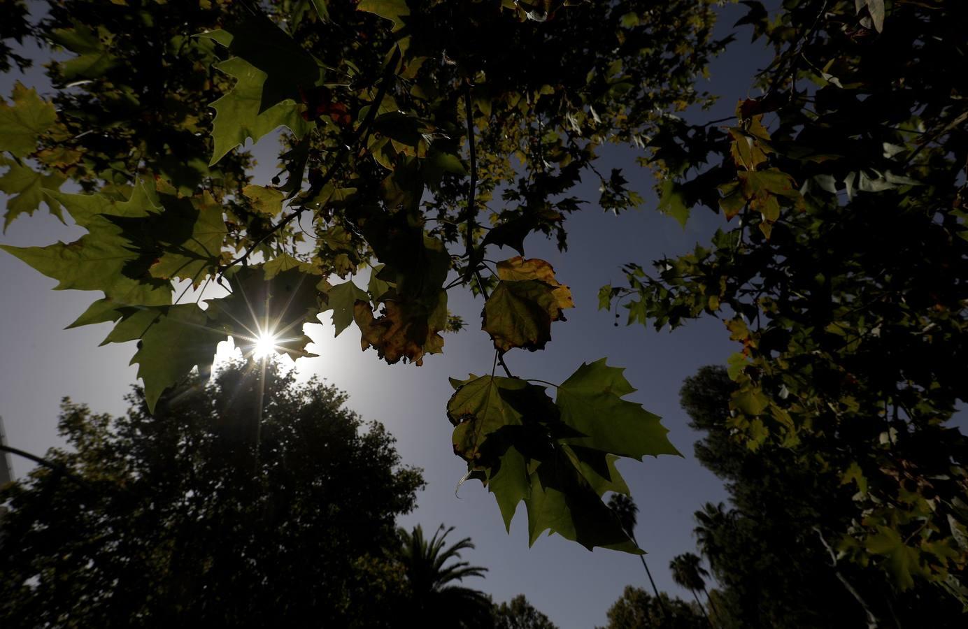 Las huellas del otoño en Córdoba, en imágenes