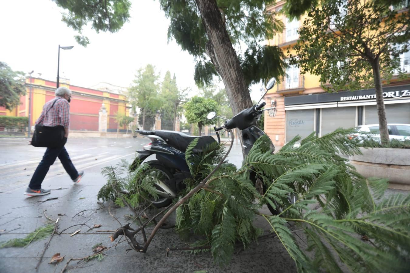 La borrasca Bárbara deja su huella en Sevilla