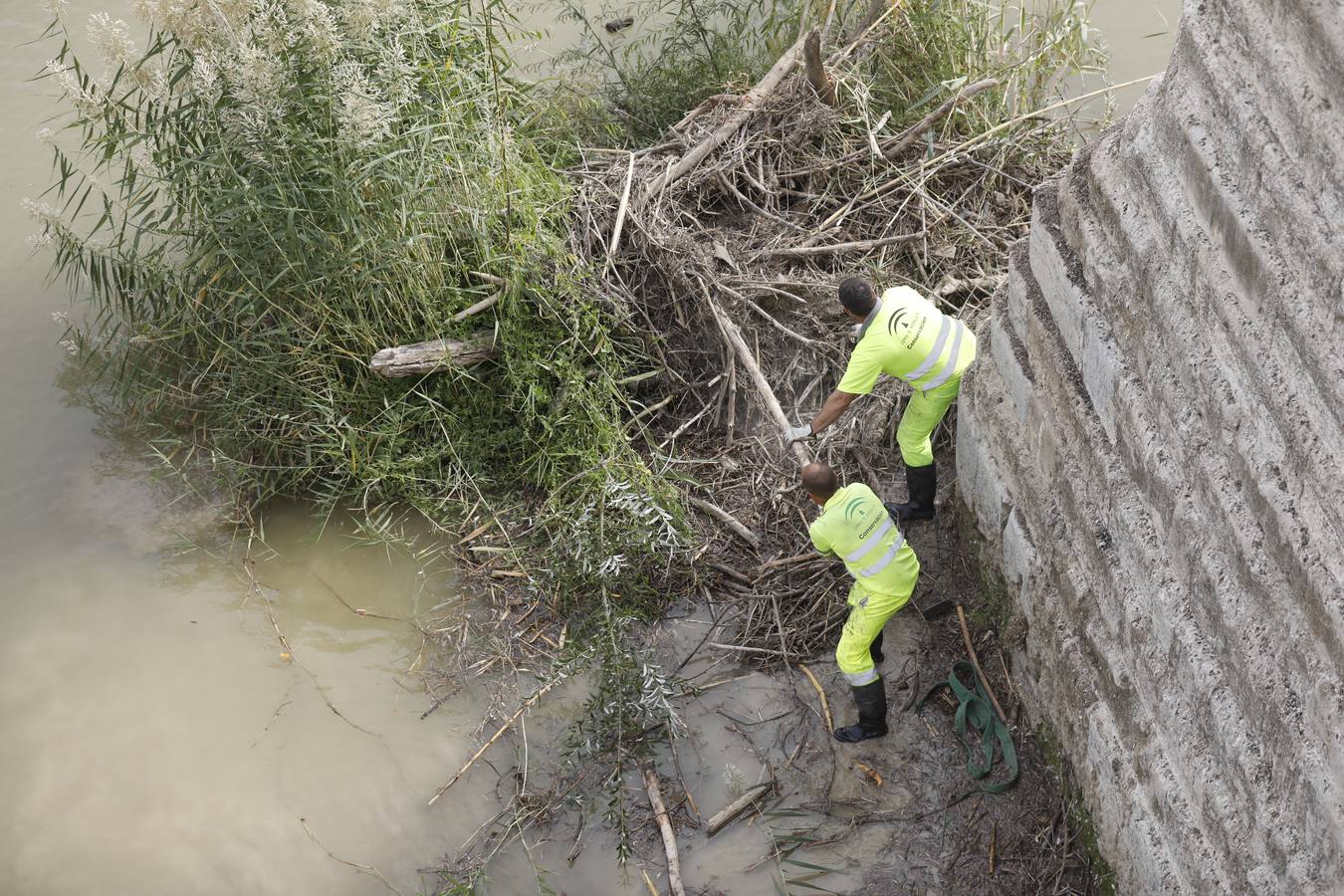 Operarios limpian de maleza y troncos el río Guadalquivir en Córdoba, en imágenes