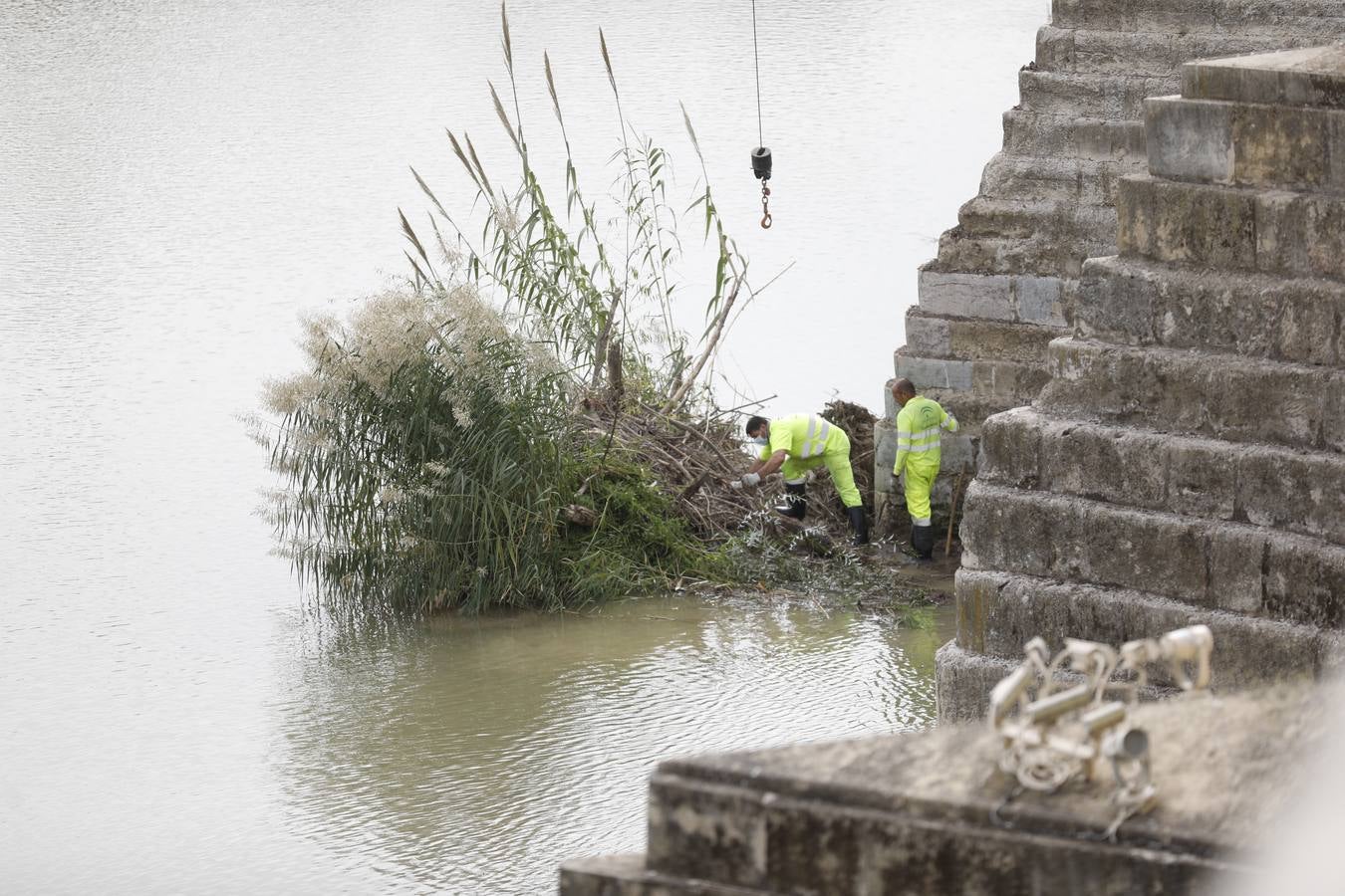 Operarios limpian de maleza y troncos el río Guadalquivir en Córdoba, en imágenes