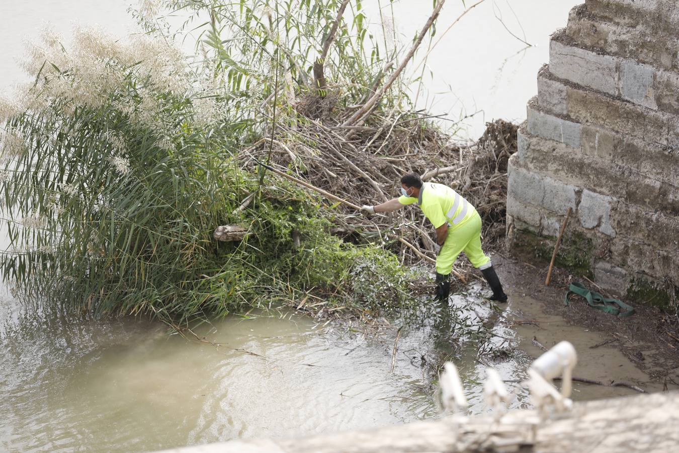 Operarios limpian de maleza y troncos el río Guadalquivir en Córdoba, en imágenes