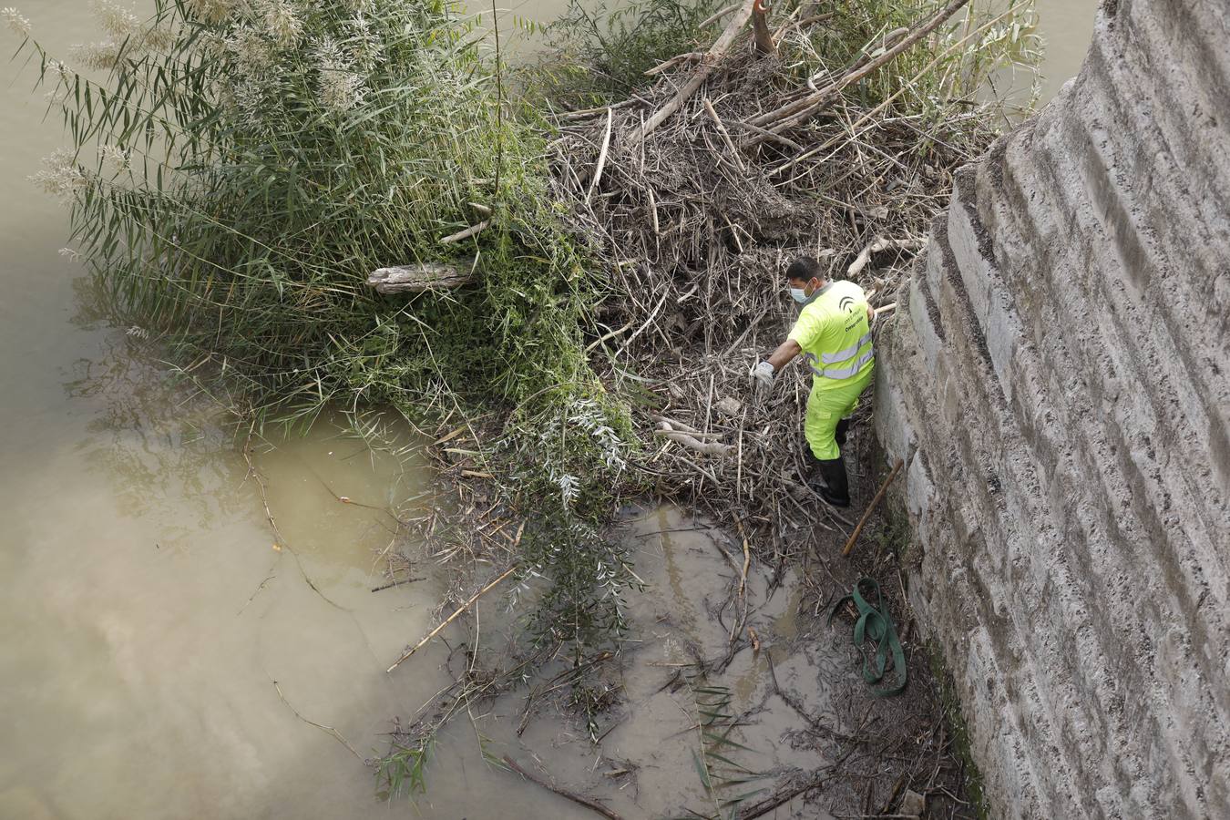 Operarios limpian de maleza y troncos el río Guadalquivir en Córdoba, en imágenes