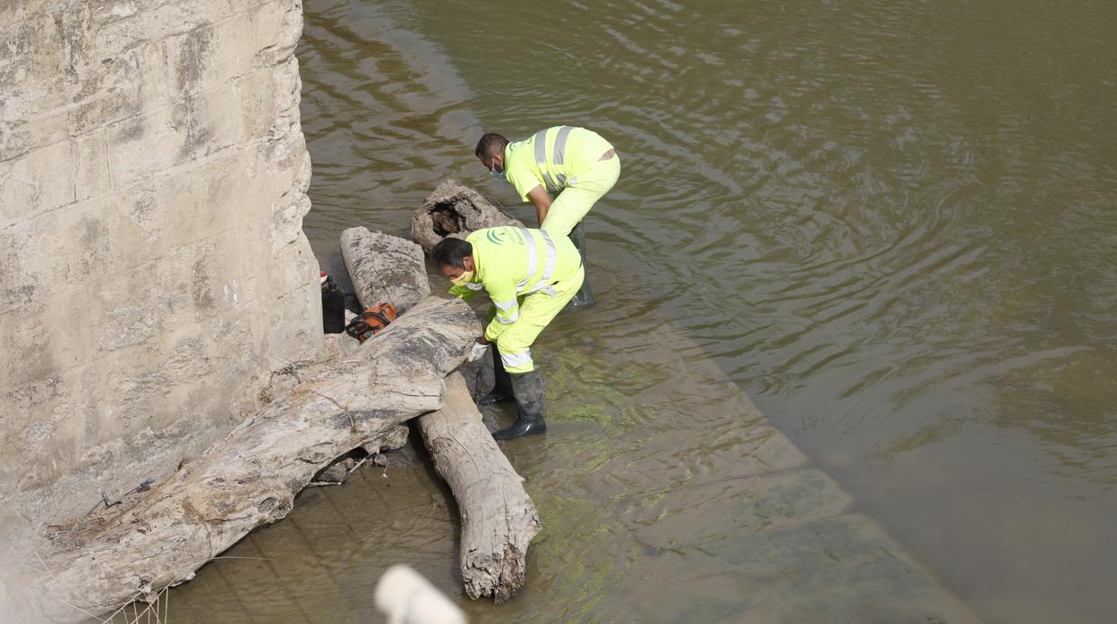 Operarios limpian de maleza y troncos el río Guadalquivir en Córdoba, en imágenes