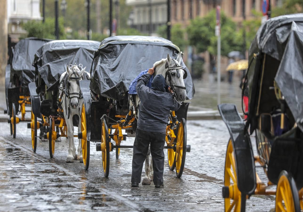 En imágenes, jueves lluvioso en Sevilla