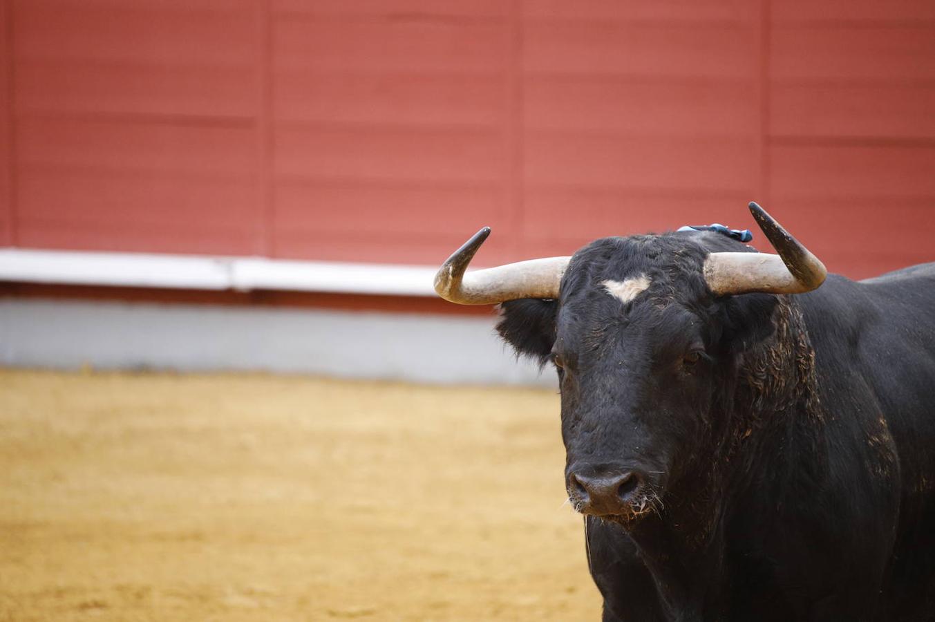 La corrida de Toros de Montoro, en imágenes