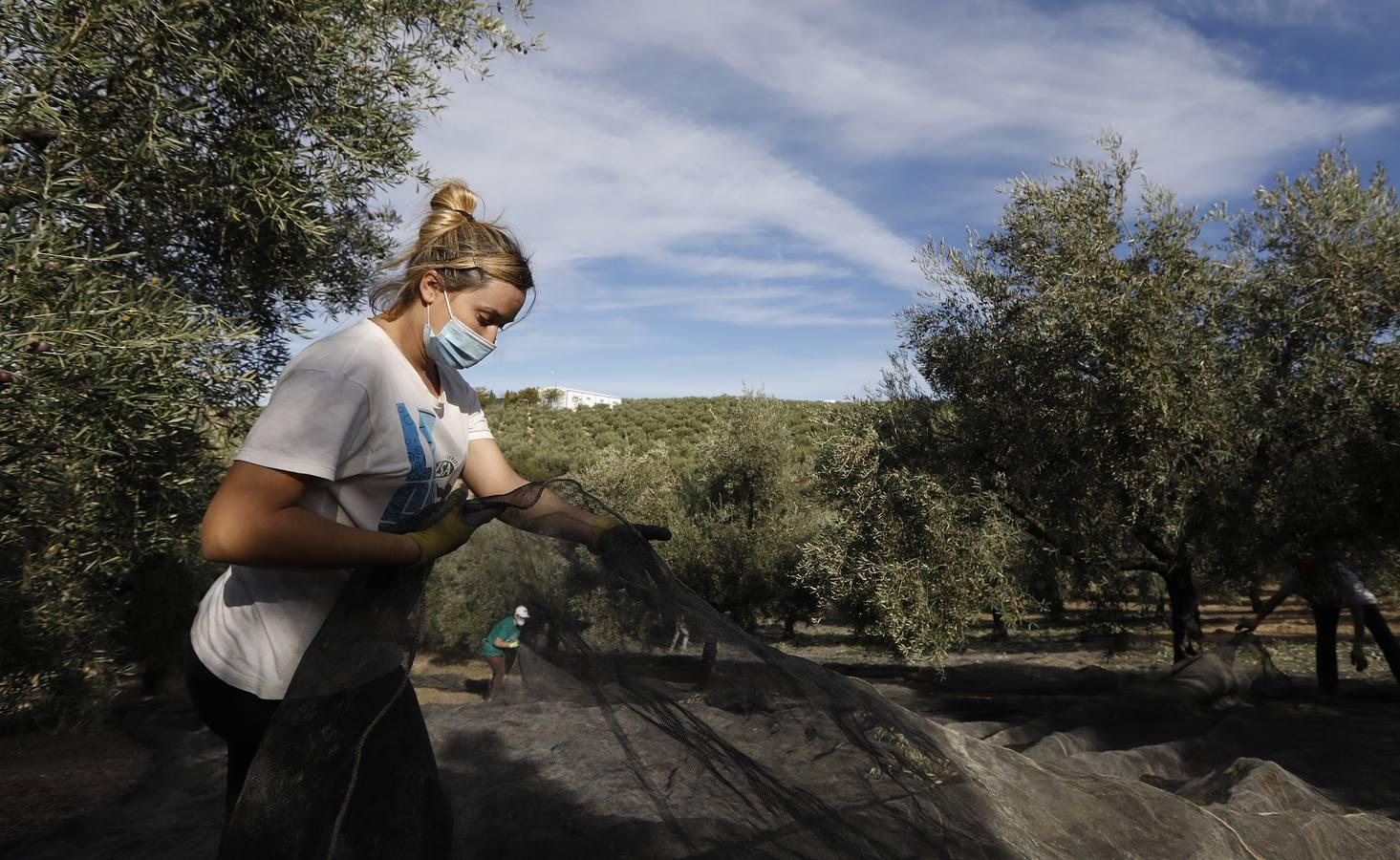 La aceituna en tiempos del Covid, en imágenes