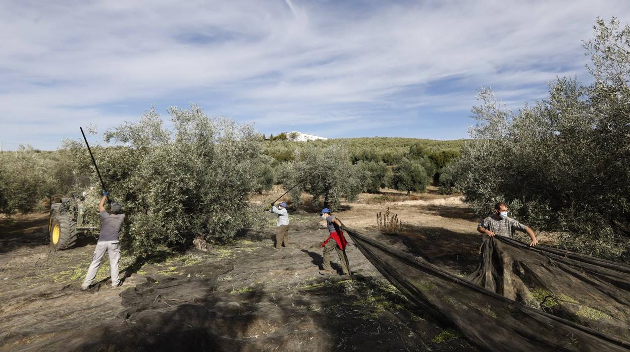 La aceituna en tiempos del Covid, en imágenes