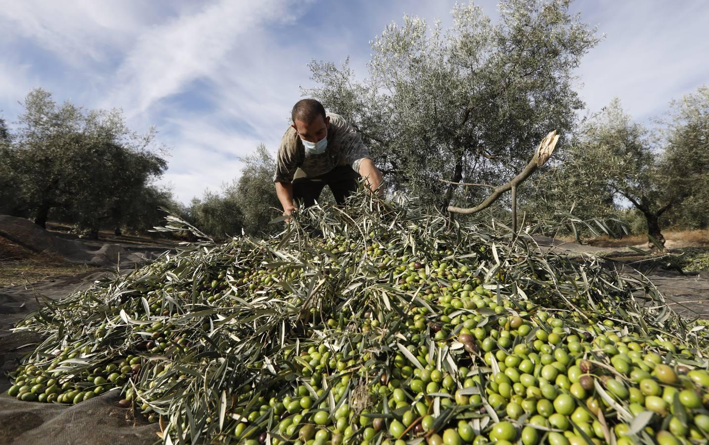 La aceituna en tiempos del Covid, en imágenes