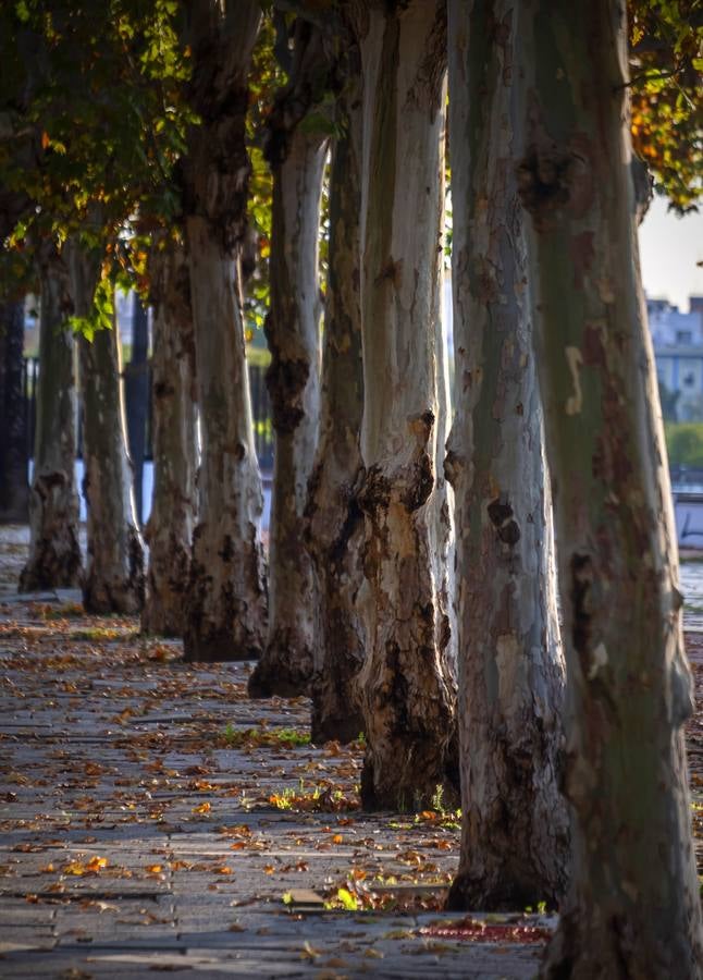 Los colores del otoño en Sevilla