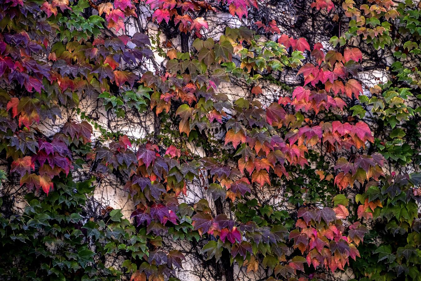 Los colores del otoño en Sevilla