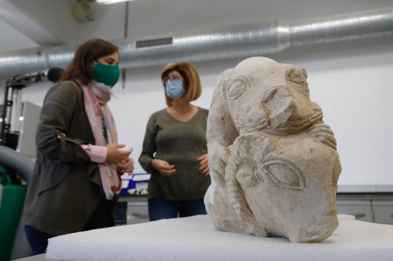 Las leonas iberas de Córdoba, en imágenes