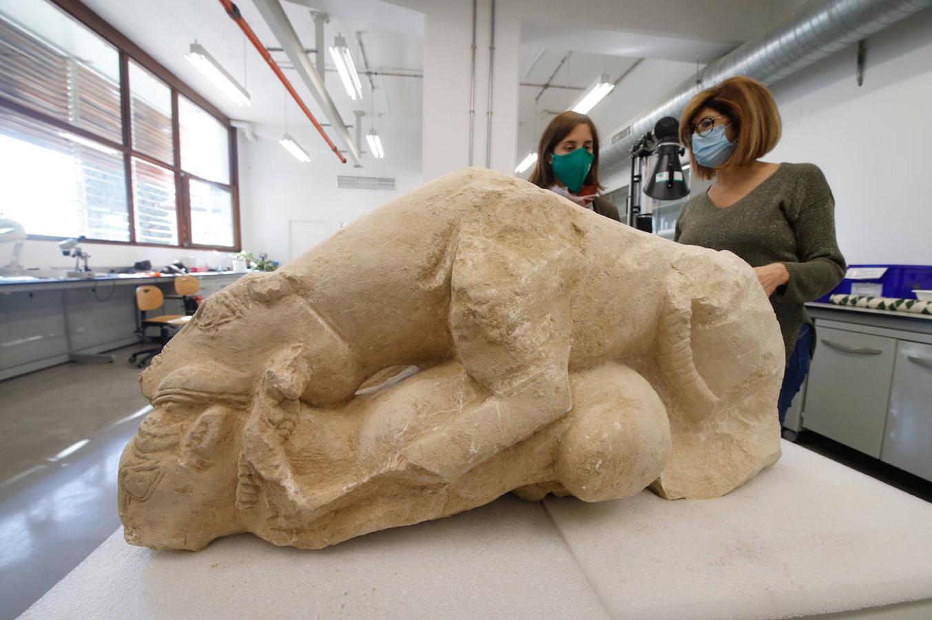 Las leonas iberas de Córdoba, en imágenes