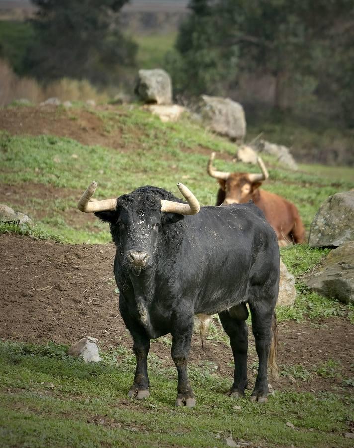 Fotogalería: La pandemia también se lleva por delante el turismo taurino