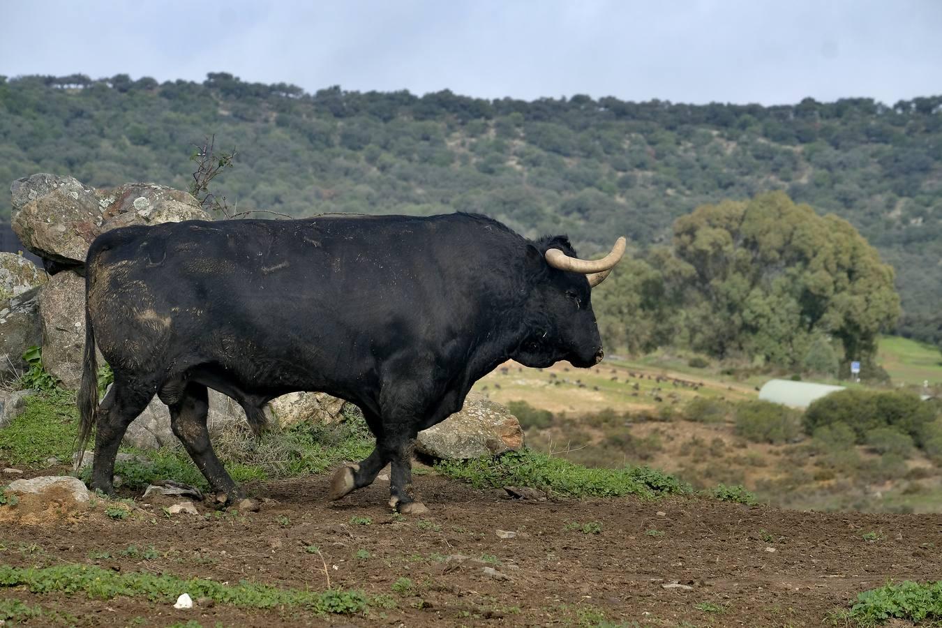 Fotogalería: La pandemia también se lleva por delante el turismo taurino