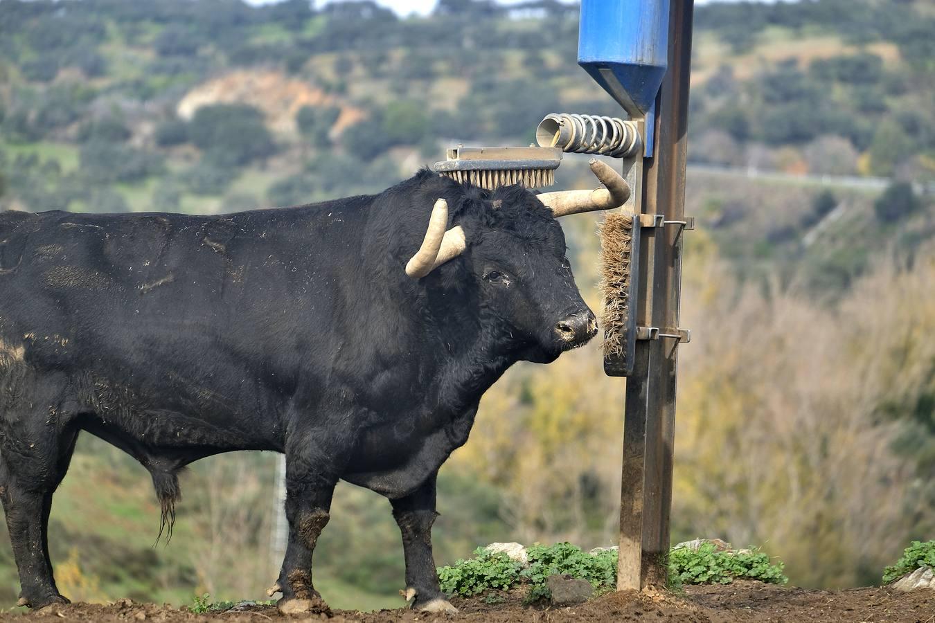 Fotogalería: La pandemia también se lleva por delante el turismo taurino