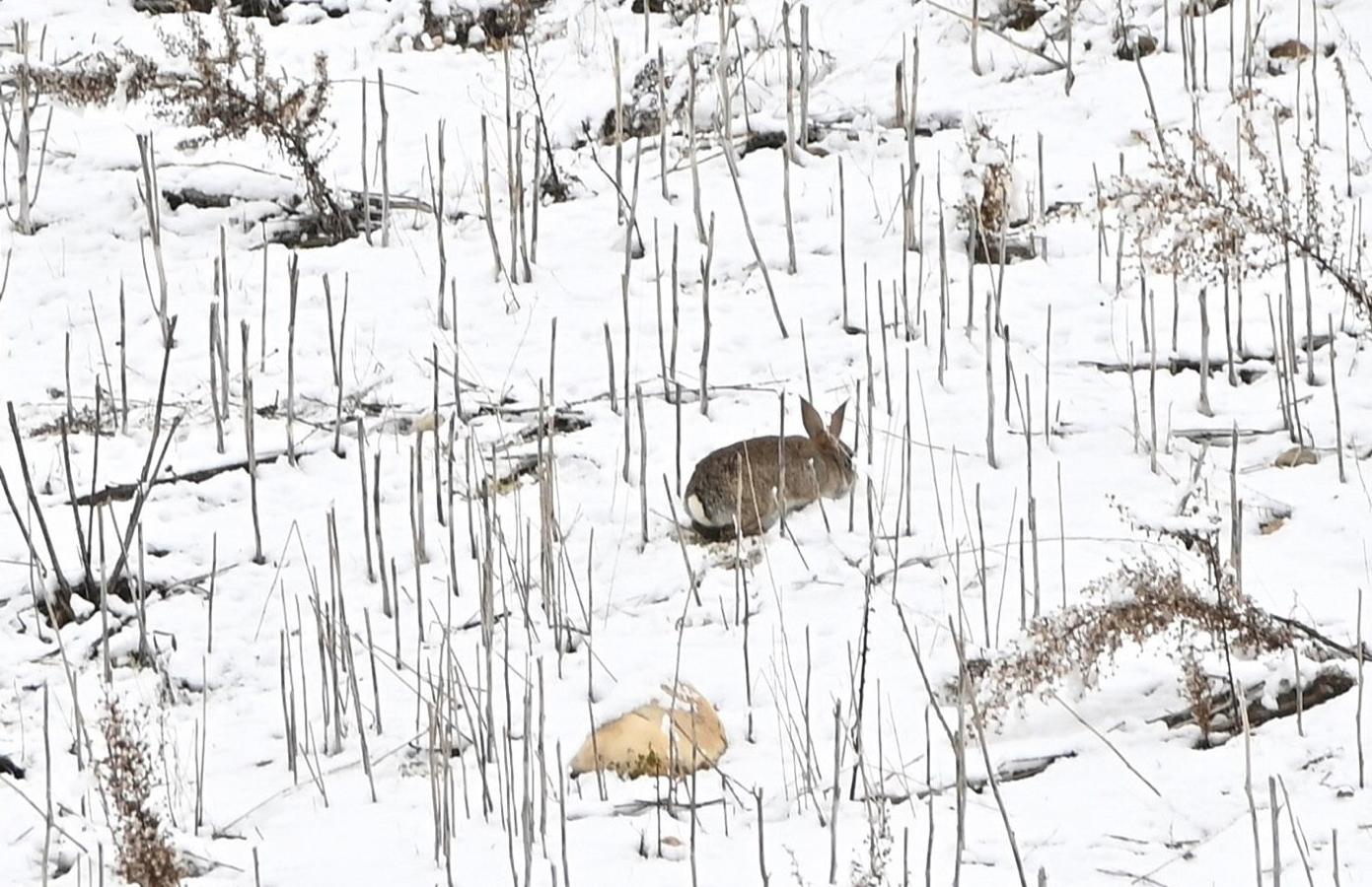 Un conejo entre la nieve. Un conejo busca comida entre el manto blanco que cubre el Valle del Henares, en una imagen tomada desde el mirador de Los Santos de la Humosa.