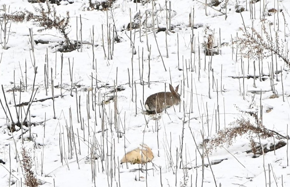 Un conejo entre la nieve. Un conejo busca comida entre el manto blanco que cubre el Valle del Henares, en una imagen tomada desde el mirador de Los Santos de la Humosa.