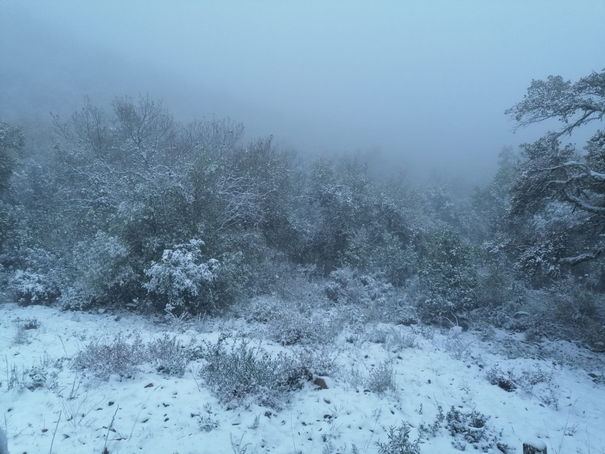 En imágenes, las primeras nevadas en la Sierra Norte de Sevilla