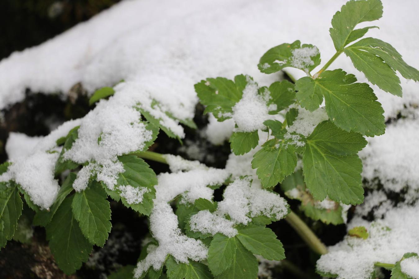 La nieve en la Sierra de Cabra este domingo, en imágenes