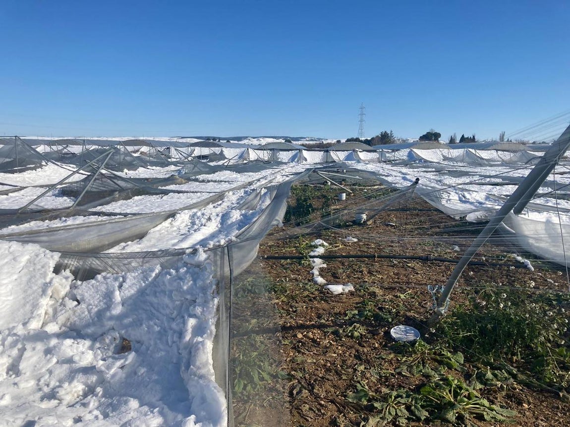Los estragos de Filomena en el campo español. 