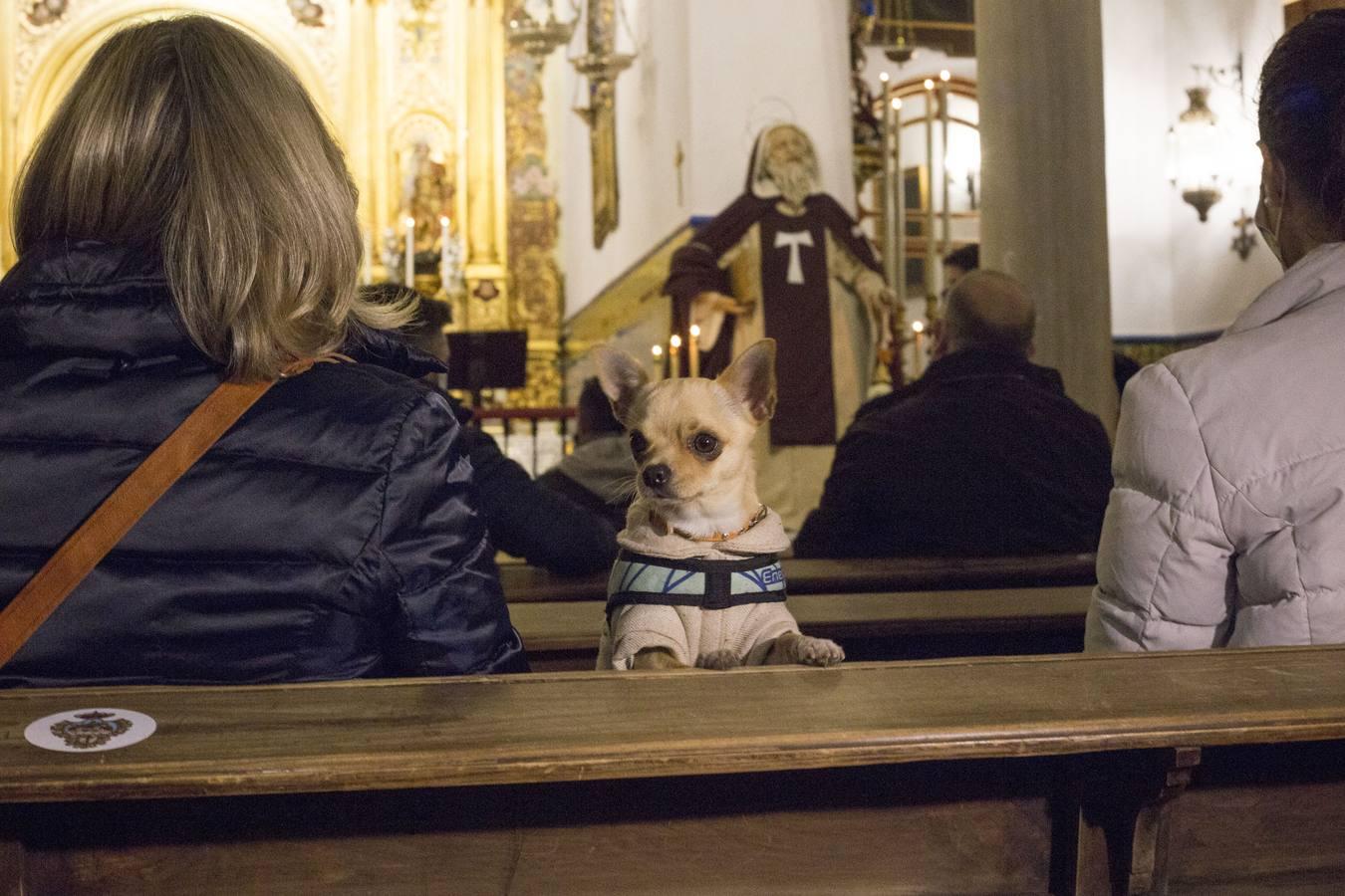 Bendición de animales por San Antón en Sevilla