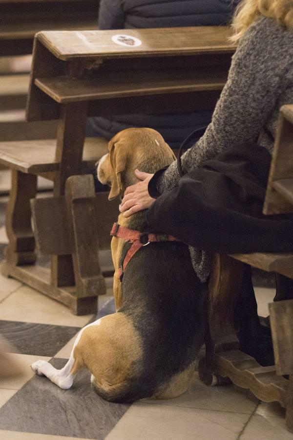 Bendición de animales por San Antón en Sevilla