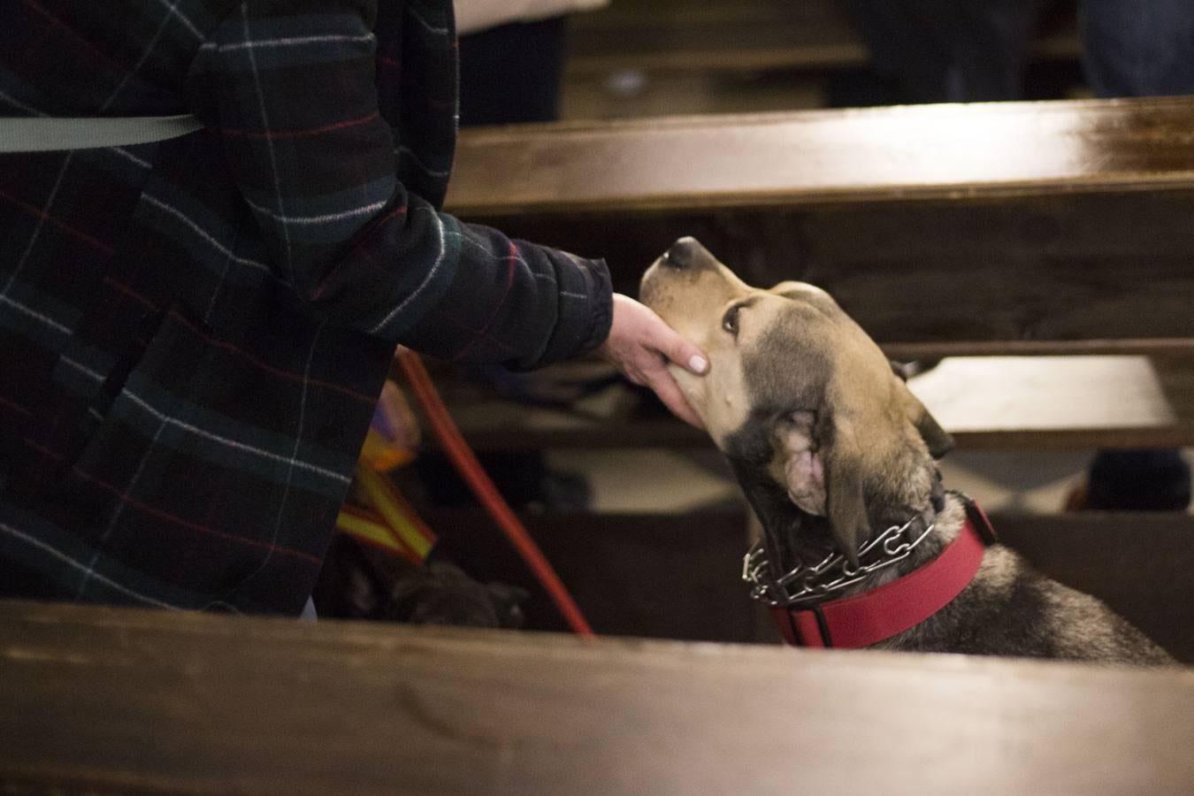 Bendición de animales por San Antón en Sevilla