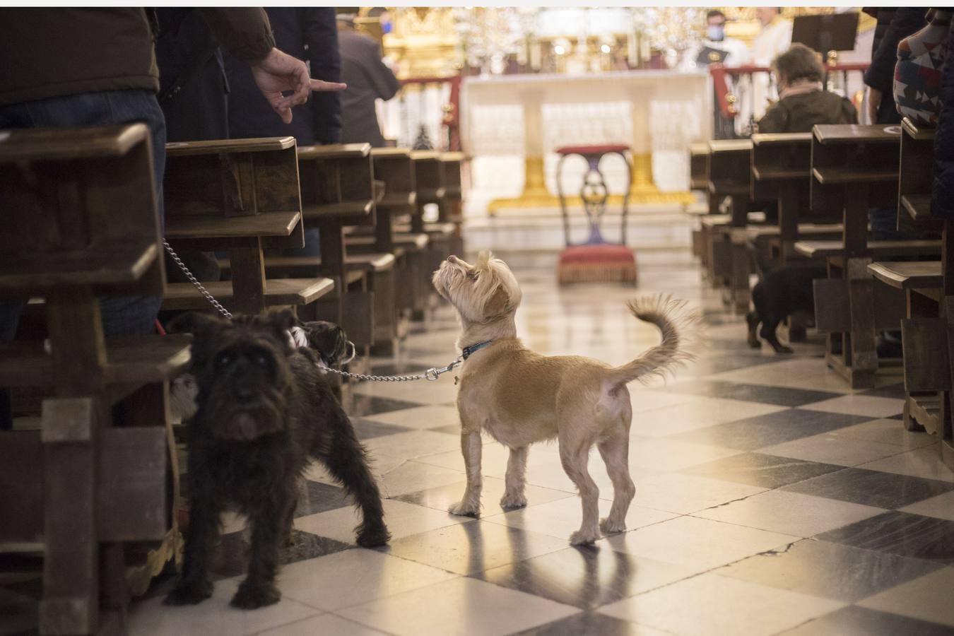 Bendición de animales por San Antón en Sevilla