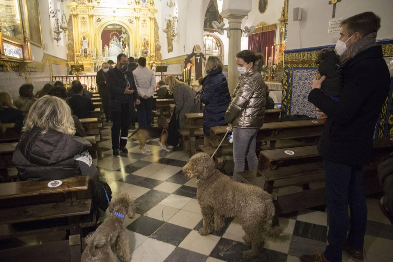 Bendición de animales por San Antón en Sevilla