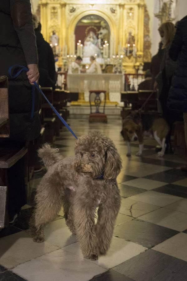 Bendición de animales por San Antón en Sevilla