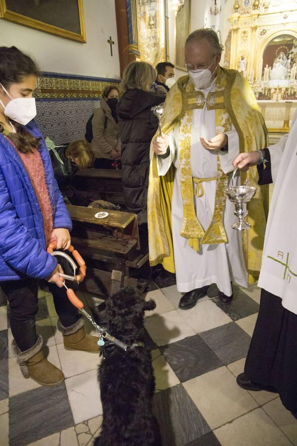 Bendición de animales por San Antón en Sevilla