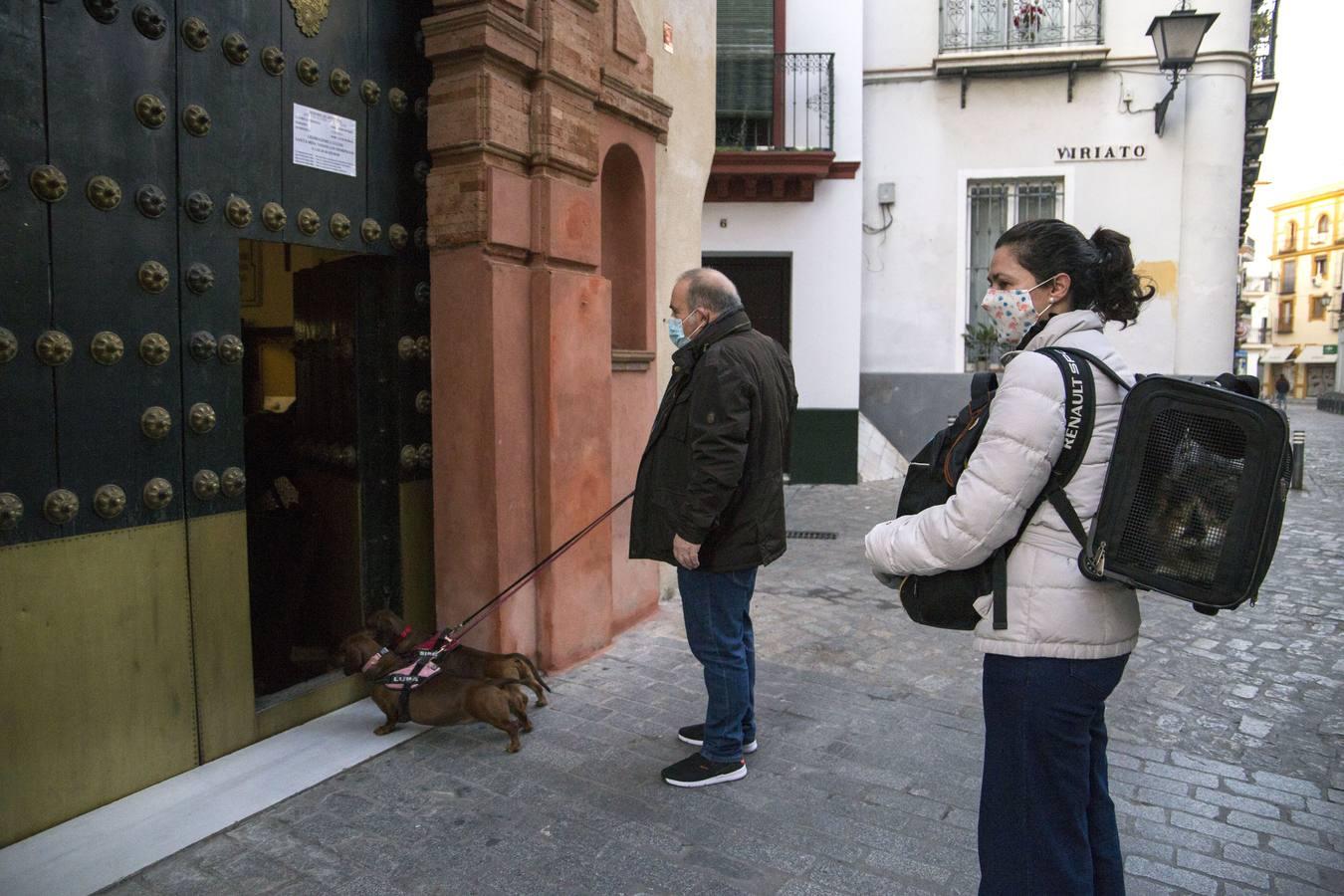 Bendición de animales por San Antón en Sevilla