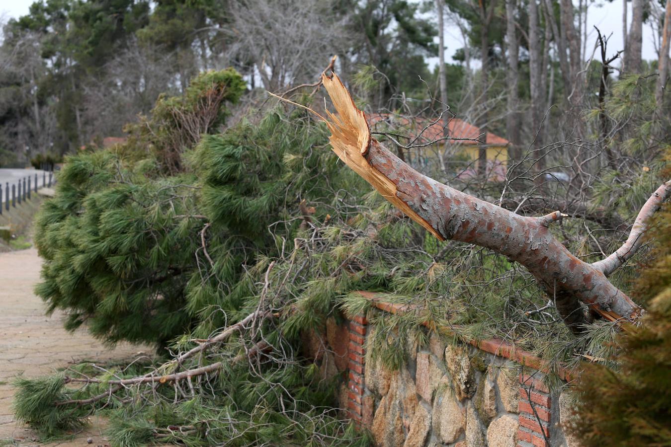 El desastre en el pinar de Olías del Rey, en imágenes