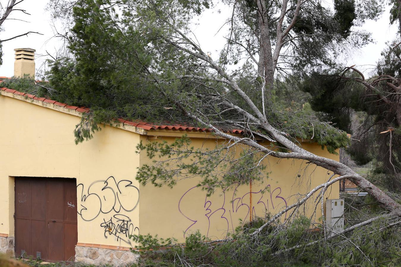 El desastre en el pinar de Olías del Rey, en imágenes