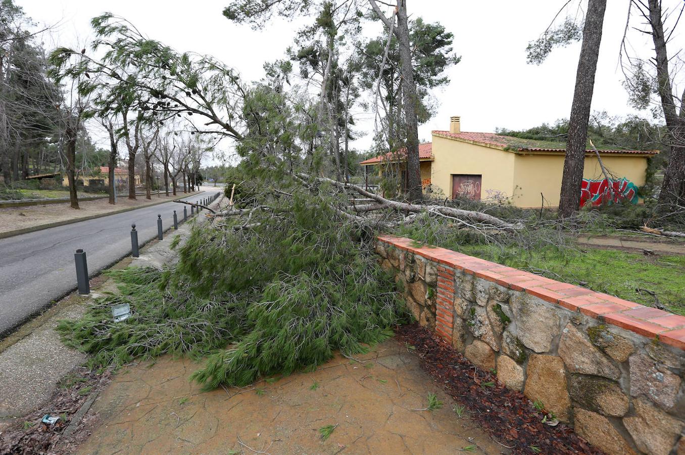 El desastre en el pinar de Olías del Rey, en imágenes