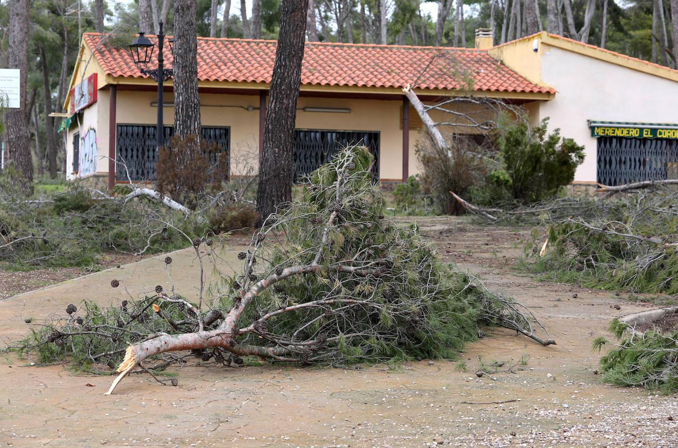 El desastre en el pinar de Olías del Rey, en imágenes