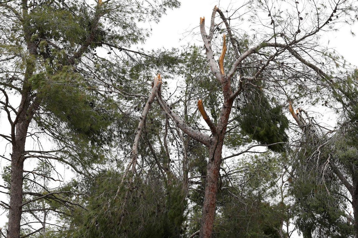 El desastre en el pinar de Olías del Rey, en imágenes