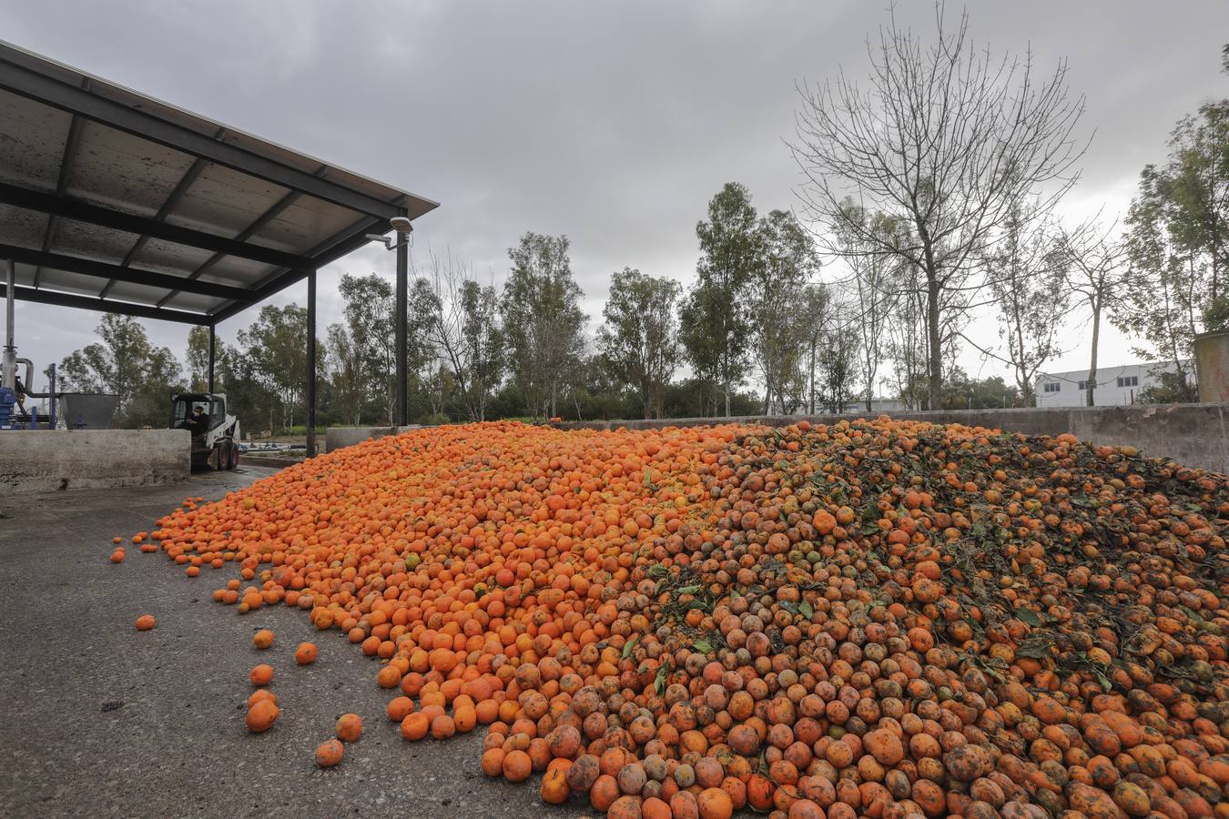 Naranjas que se convertirán en combustible en la estación El Copero