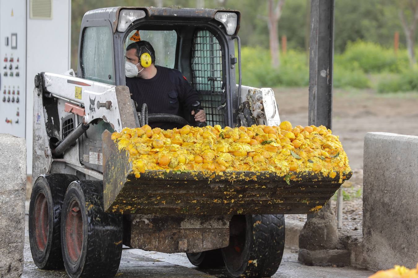 Naranjas que se convertirán en combustible en la estación El Copero