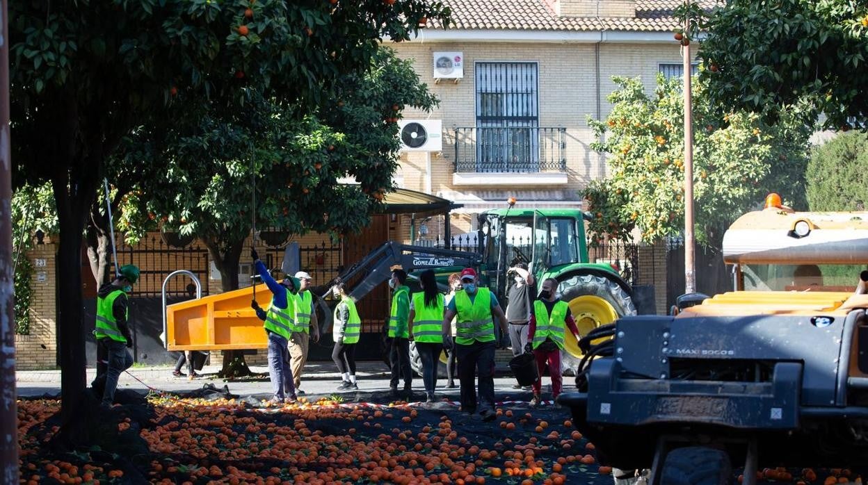 Recogida por acudida mecánica de las naranjas de Sevilla, en imágenes