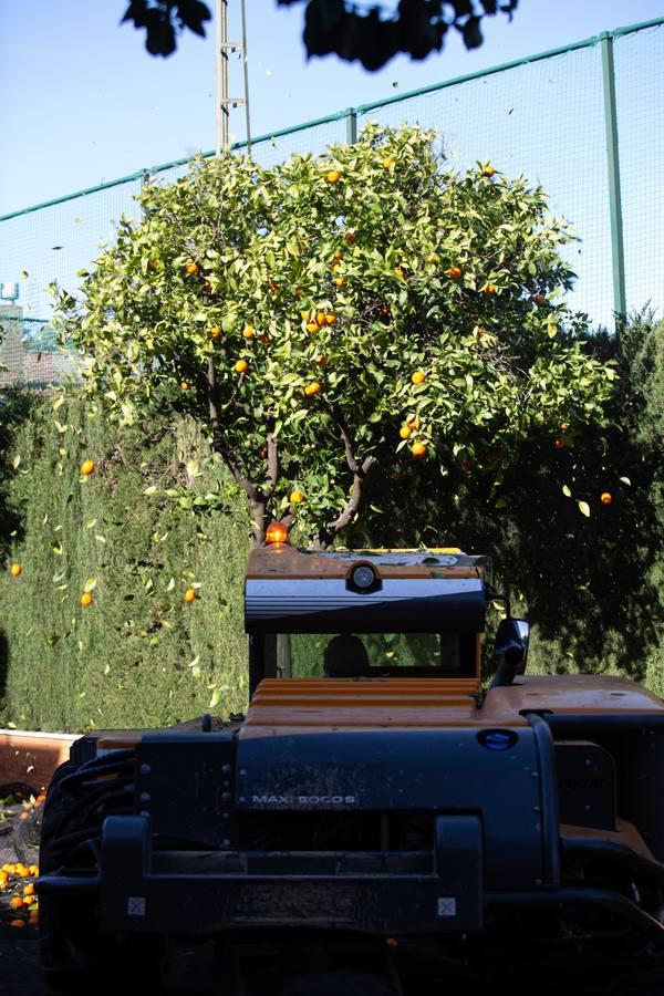 Recogida por acudida mecánica de las naranjas de Sevilla, en imágenes