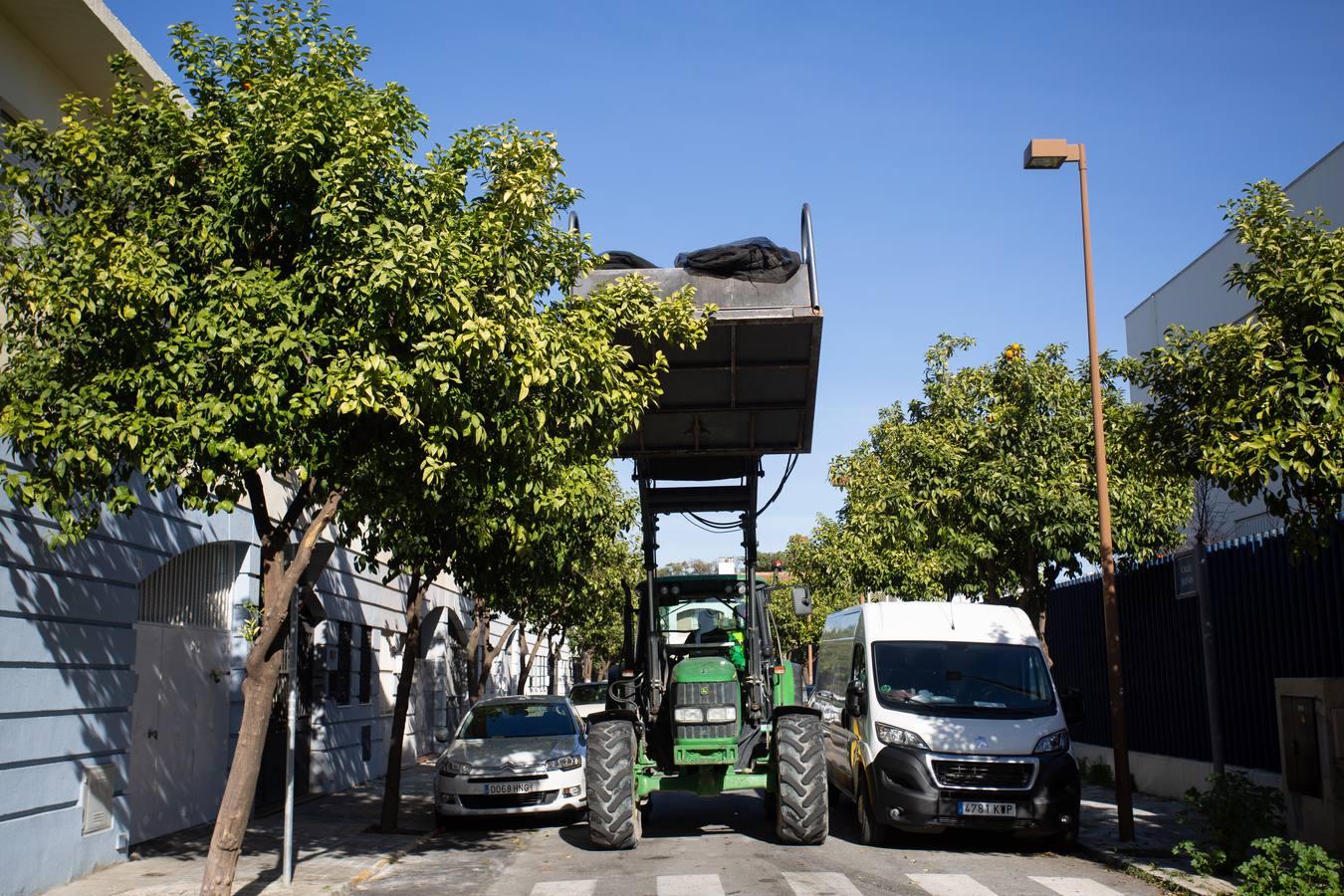 Recogida por acudida mecánica de las naranjas de Sevilla, en imágenes